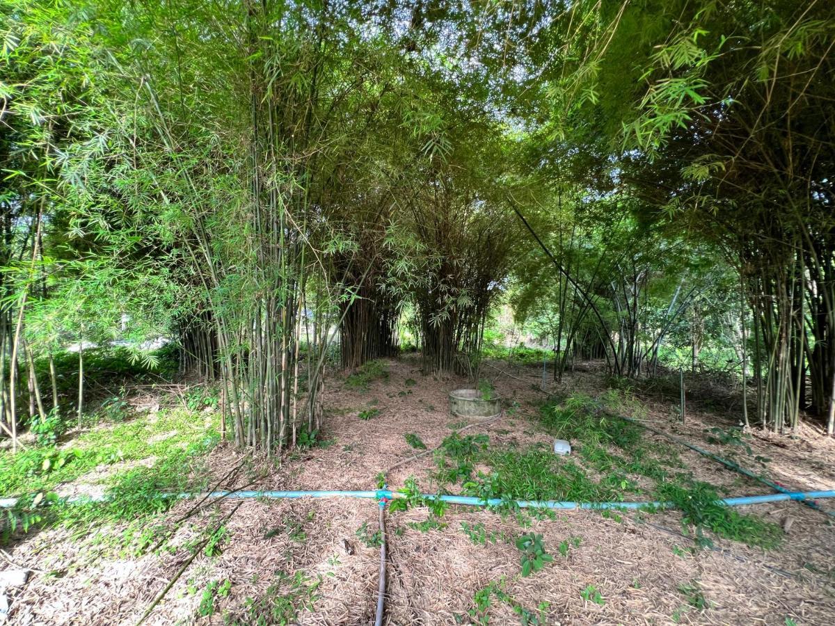 Phow Homestay Ban Mai  Exterior foto